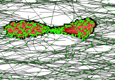 An elongated cellular Potts cell on aligned collagen; dots indicate locations of focal adhesions