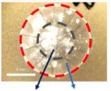 Image of a Streptomyces colony sampled peripherally and internally