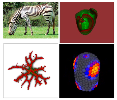 A collage of images related to math biology: a zebra, a heart with an excitation wave, and models of angiogenesis and phyllotaxis