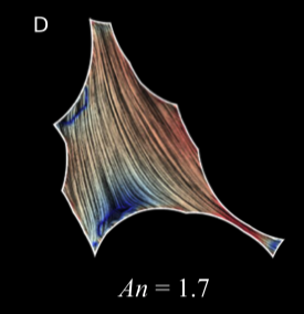 picture of simulation showing the orientation of the cytoskeleton