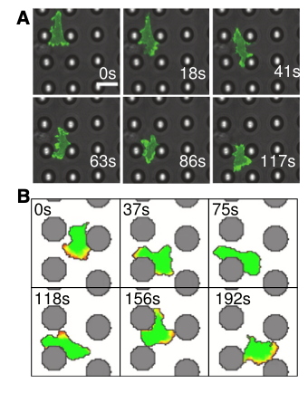 A Dicty cell moving between pillars alongside a Act-Cellular Potts model of a motile cell