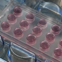 An image showing a multiwell Ibidi slide