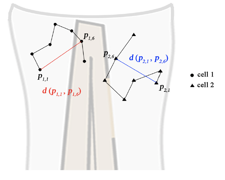 Illustration of cell migration behavior studied in this paper