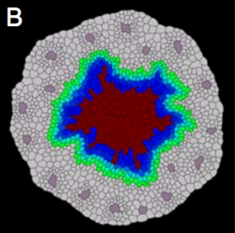 Simulation of a plant stem cross section