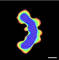 simulation showing curvature dependent sprouting, replicating one of the in vitro experiments by Nelson et al. 2006