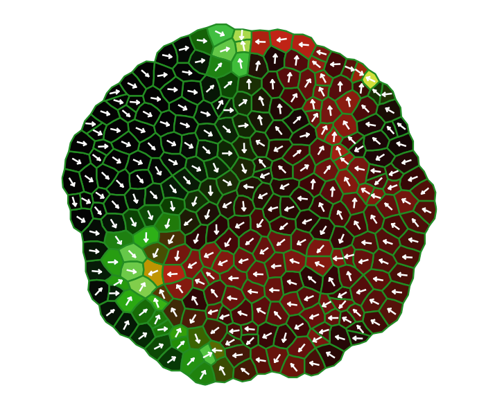 screenshot of a virtualleaf simulation