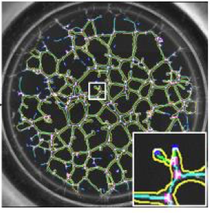 Example of an in vitro endothelial cell network with detection of branches and branching points